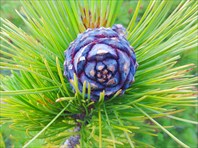 Кедровая шишка